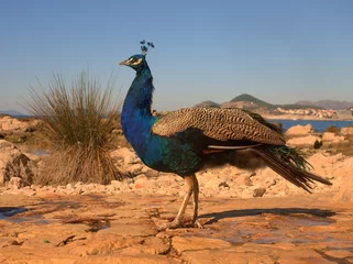 Tableaux ronds sur plexiglas Paon Sideview of peacock at Lokrum Island near Dubrovnik