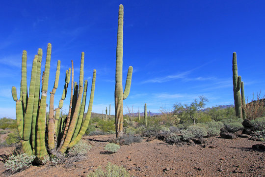 Organ Pipe and Saguaro cactuses in Organ Pipe Cactus National Monument, Ajo, Arizona, USA © reisegraf