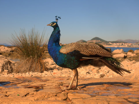 Fototapeta Sideview of peacock at Lokrum Island near Dubrovnik