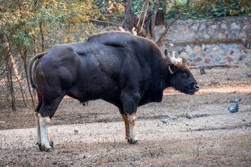 buffalo