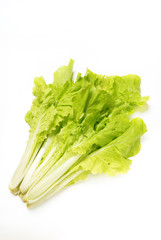 Pakchoi cabbage on the white background