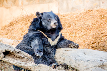 himalayan bear