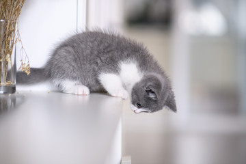 Cute kitten playing indoors