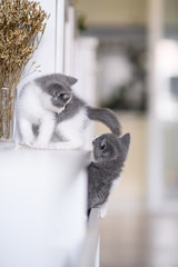 Cute kitten playing indoors