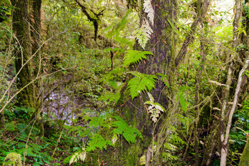 Fototapeta premium Ang Ka Luang Nature Trail
