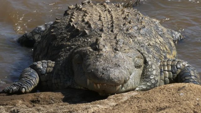 front on close up of a extremely large crocodile on the banks of the mara river, kenya