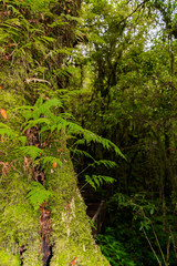 Moss, Fern tree in Ang Ka Luang Nature Trail
