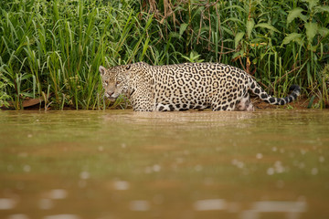 Fototapeta na wymiar American jaguar in the nature habitat, panthera onca, wild brasil, brasilian wildlife, pantanal, green jungle, big cats. Dangereous beast infront of the wildlife photographer.
