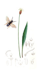 Obraz premium Illustration of insects and plants