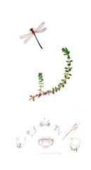 Illustration of insects and plants