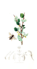 Illustration of insects and plants