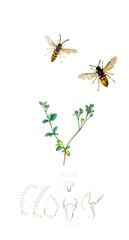 Illustration of insects and plants