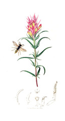 Illustration of insects and plants