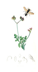 Illustration of insects and plants