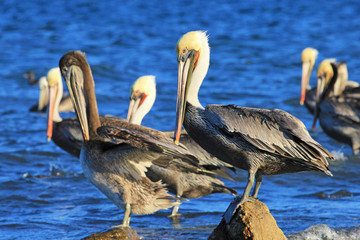 Brown pelican, Pelecanus Occidentalis, Sea Of Cortez, Baja California Mexico