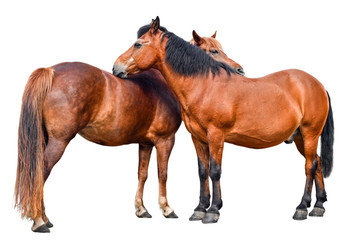 Two young horses isolated on white background. Couple of two brown horses full length close up.