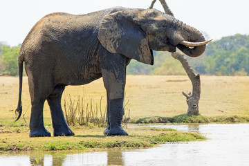 Fototapeta premium Large African Elehant standing next to a lagoon with trunk curled enjoying a drink, with a natural open plains background in South Lunagwa National Park, Zambia, Southern Africa