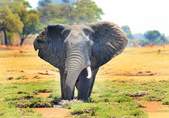 African Elephant standing in the middle of a lagoon with ears extended and a natural bushveld background in South Luangwa National Park, Zambia