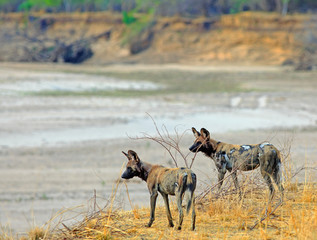 Two endangered wild dogs standng on the dry plains overlooking a dry riverbed in south luangwa, zambia