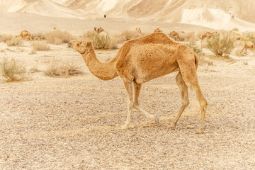 Camel walking through wild desert dune. Safari travel to sunny dry wildernes