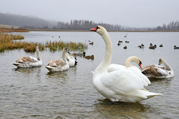 Россия, Изборск. Лебеди на Городищенском озере. Нетипично теплая погода в январе 2018 года