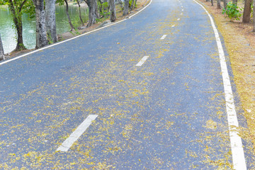 Fallen dry leaf on the asphalt road 