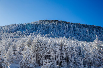 北八ヶ岳坪庭樹氷