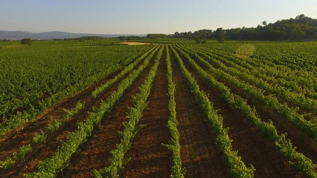 Aerial shot of some French vineyards.