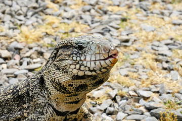 Argentine Black and White Giant Tegu, Tupinambis Merianae or Salvator Merianae, in Uruguay