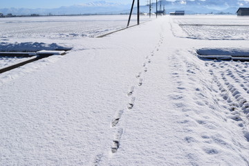 Obraz premium 新雪に長靴の足跡