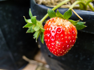 close-up of the strawberry in the garden