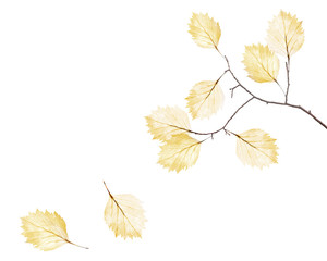 small tree branch and two falling dried yellow leaves