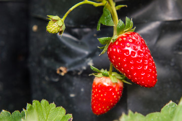 close-up of the strawberry in the garden