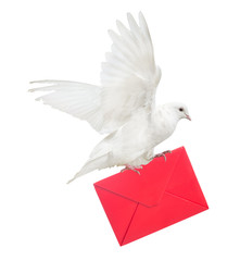 isolated dove carrying large red envelope