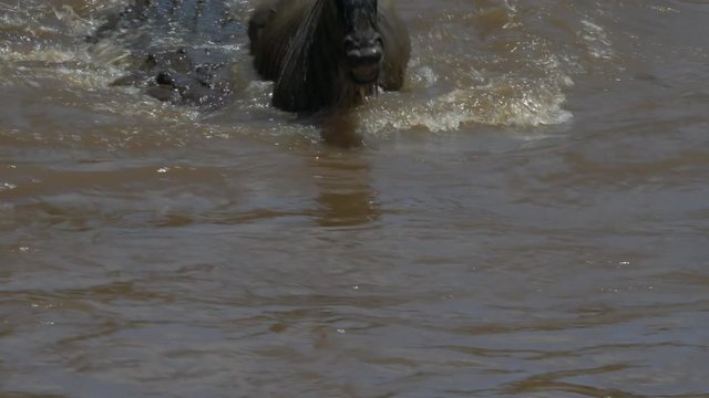close up of a large crocodile attacking an adult wildebeest