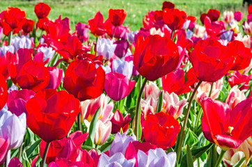 Obraz premium Glück, Lebensfreude, Frühlingserwachen, Leben: Buntes, duftendes Blumenfeld im Frühling :)