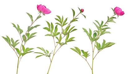 Fototapeta na wymiar three dark pink peony flowers with green leaves on white