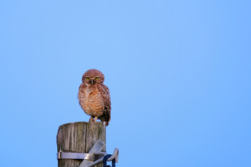 Burrowing Owl with yellow eyes, Athene Cunicularia, standing on a pole, nice blue sky background, with late evening light just before sunset, Uruguay, South America