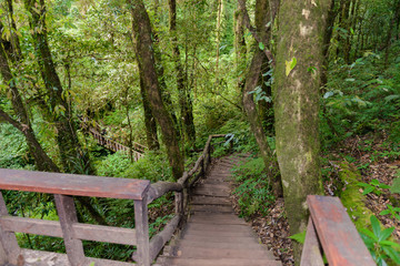 Kew Mae Pan Nature Trail Trekking trail leading through jungle