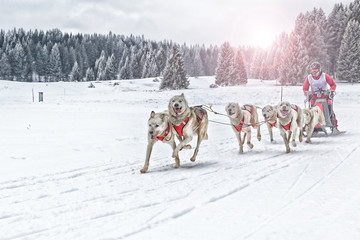 Sled dog racing alaskan malamute snow winter competition race