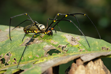 Image of Golden Long-jawed Orb-weaver Spider(Nephila pilipes) on a green leaf. Insect. Animal