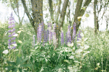 Obraz premium Lupinus Perennis, Blue Lupine growing wild in the forest