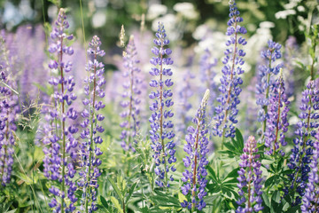 Lupinus Perennis, Blue Lupine growing wild in the forest