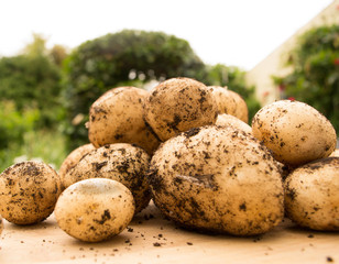 Home grown potatoes fresh from garden