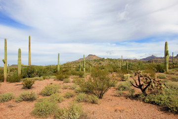 Fototapeta na wymiar Different cactus species in Organ Pipe Cactus National Monument, Ajo, Arizona, USA