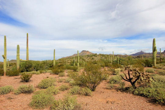 Different cactus species in Organ Pipe Cactus National Monument, Ajo, Arizona, USA