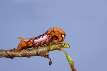 Image of Caterpillar Oleander Hawk-moth (Daphnis nerii) on tree branch. Worm. Insect. Animal.