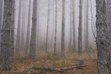 Deep Mountain Pine Tree Woods With Fallen Tree On The Ground And Mist
