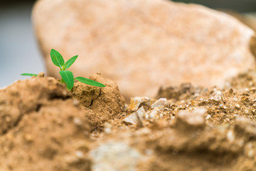 Unearthed green leaf