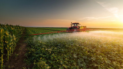 Tractor spraying pesticides on vegetable field with sprayer at spring - obrazy, fototapety, plakaty